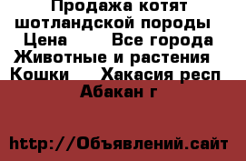 Продажа котят шотландской породы › Цена ­ - - Все города Животные и растения » Кошки   . Хакасия респ.,Абакан г.
